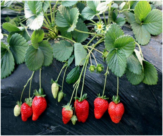 四季草莓一年结几次果 四季草莓种植方法