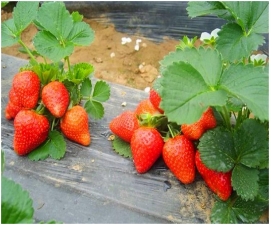 菠萝草莓怎么种 菠萝草莓种植方法技巧