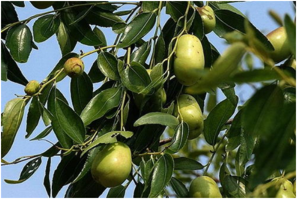 枣树的需水特点 枣树浇水的四种常见方式