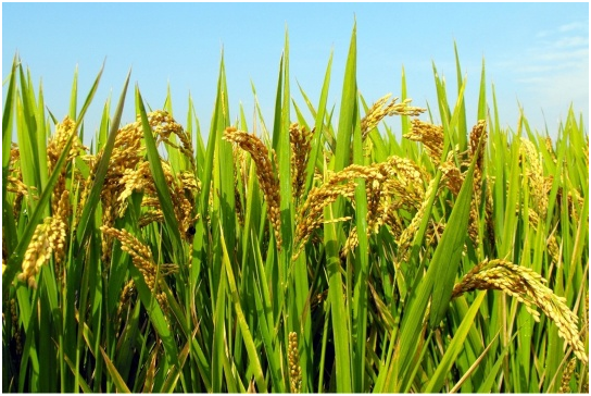 如何划分水稻生育期 水稻水分与肥料管理