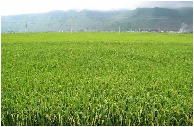 中稻几月播种几月收获 如何防治中稻病虫害