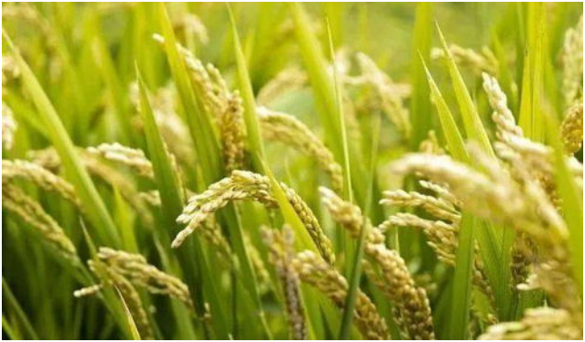 水稻用什么肥料 水稻施肥注意事项