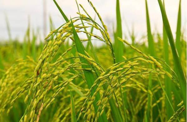 水稻返青期多少天 水稻返青期施肥方法