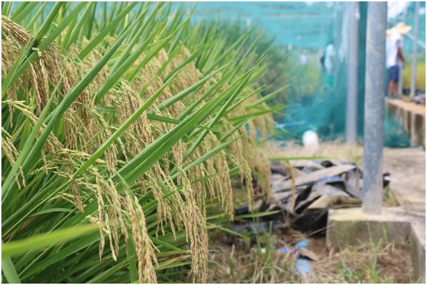 东北水稻亩产多少 东北水稻产区和耕作制度