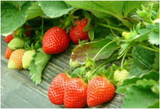 草莓采收标准 草莓采收方法及注意事项