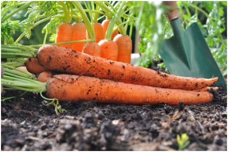 胡萝卜和白萝卜的种植方法