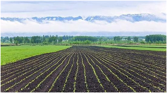 吉林切实把黑土地建成高产稳产旱涝保收的良田