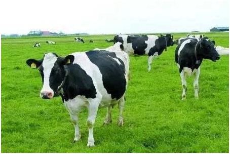 奶牛冬痢有什么症状？奶牛冬痢怎么治？