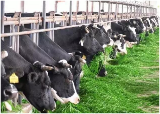 养牛场应该如何防疫？