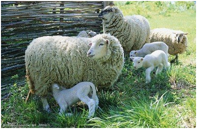 新手养羊需要注意的问题