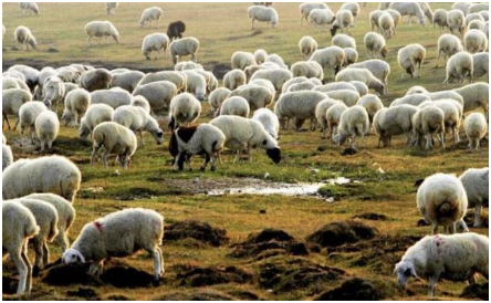 冬季养羊需要注意的问题