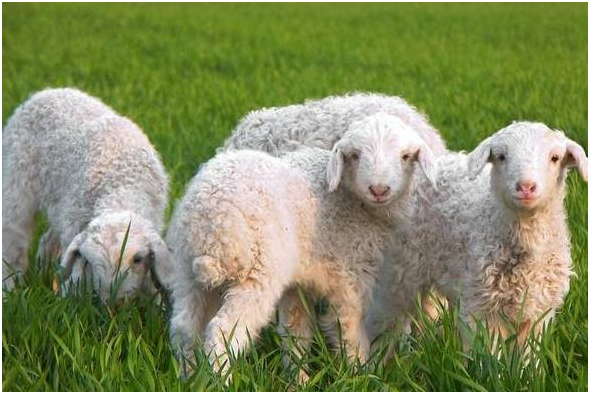 放好羊群的3个技巧及饲养管理！