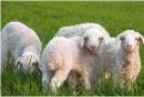 放好羊群的3个技巧及饲养管理！
