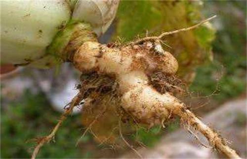 白菜种植过程当中如何预防根肿病的出现？