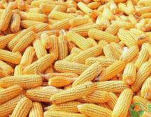 玉米种子哪个品种好？