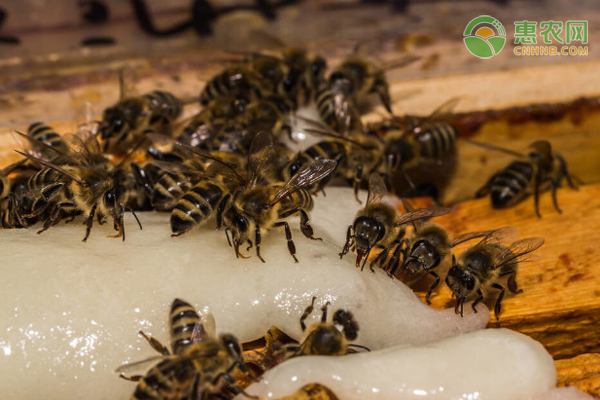 蜜蜂种类有哪些？