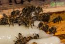 蜜蜂种类有哪些？