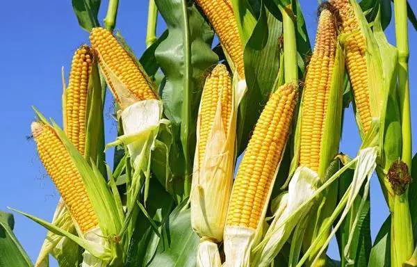 玉米缺氮症状有哪些？如何防治玉米缺氮？