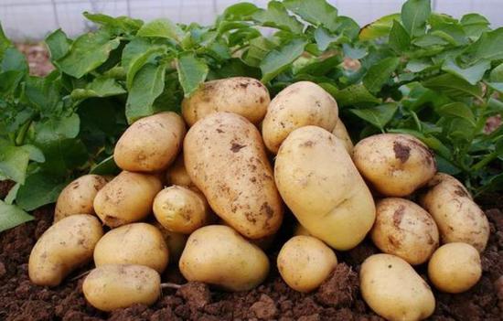 土豆需肥特点是什么？土豆高产施什么肥？