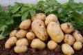 土豆需肥特点是什么？土豆高产施什么肥？