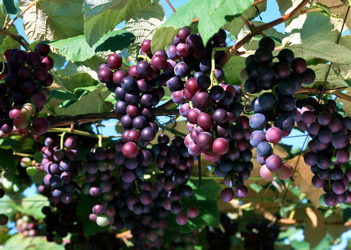 最新葡萄品种