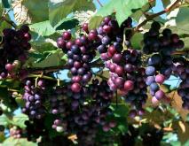 最新葡萄品种