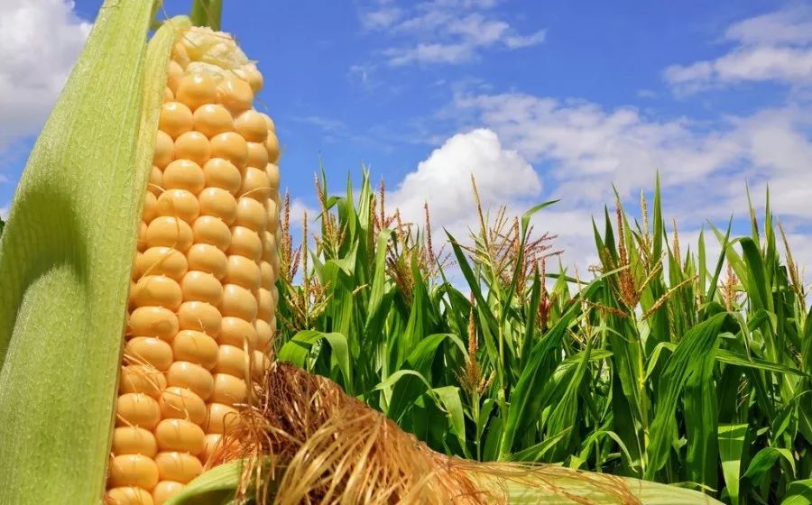 夏播玉米种子哪个品种好？