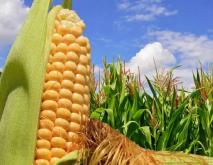 夏播玉米种子哪个品种好？