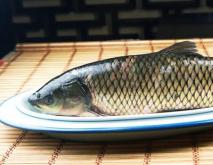 常见的温水性鱼类有哪些？