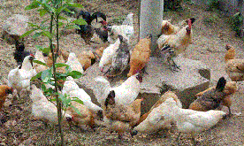 产蛋率最高的鸡品种