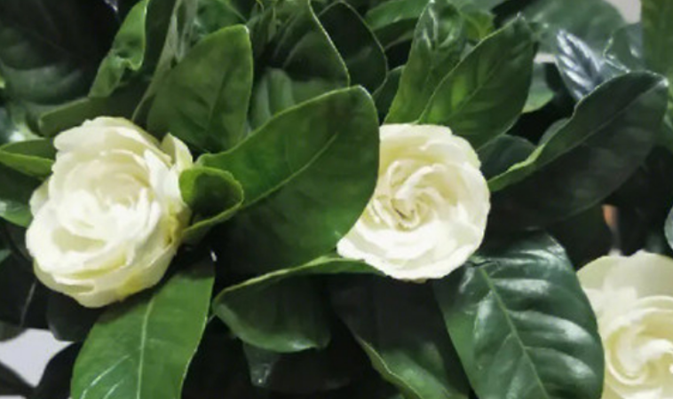 6种香味浓郁的花卉植物