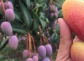 攀枝花芒果品种有哪些？