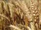 陕西高产小麦品种有哪些？