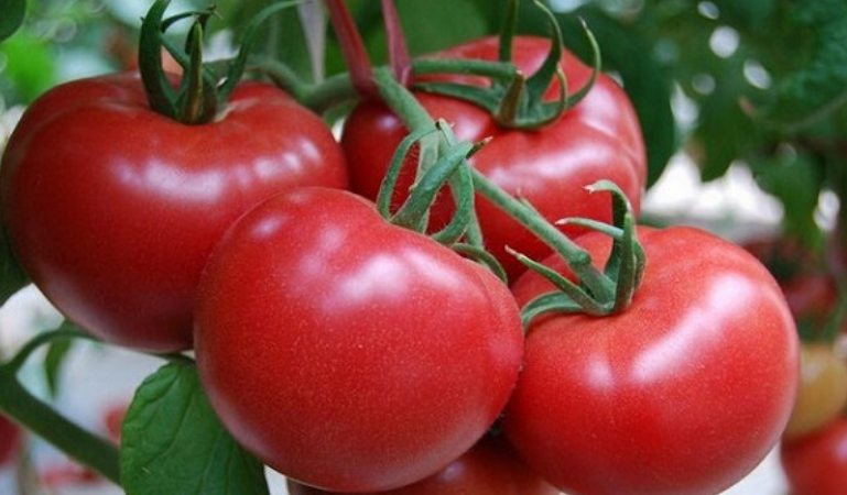 西红柿品种哪个好吃？