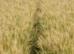 济麦38小麦品种简介及产量表现