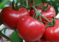 西红柿品种哪个好吃？