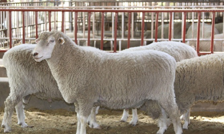羊的种类介绍