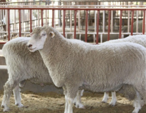 羊的种类介绍