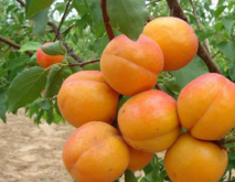 2023杏树品种排名前十名