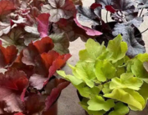 7种超美的彩色观叶植物