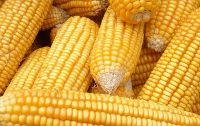 适合辽宁种植的玉米种子品种介绍