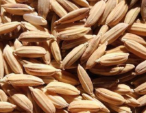 黑龙江省第二积温带水稻品种有哪些？