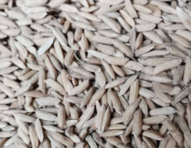黑龙江省第一积温带水稻品种