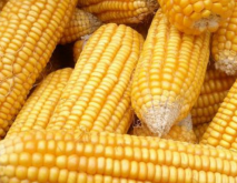 适合辽宁种植的玉米种子品种介绍