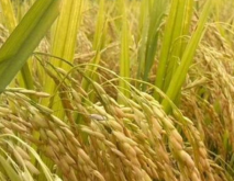 适合江苏省种植的水稻种子介绍