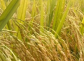 适合江苏省种植的水稻种子介绍