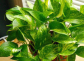 适合室内养殖的爬藤植物有哪些？