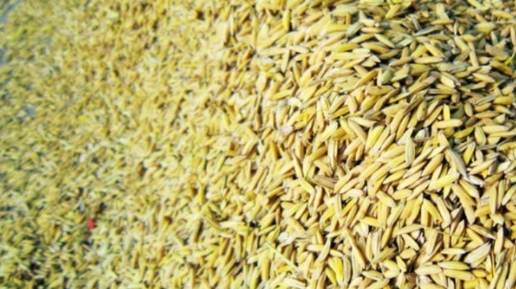 贵州省水稻品种推荐