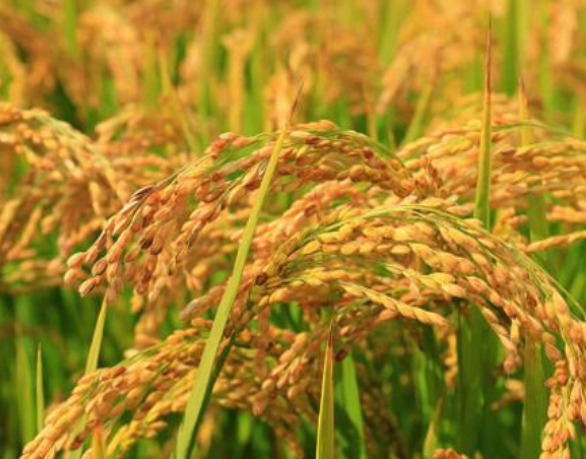 适合广州市种植的水稻品种介绍