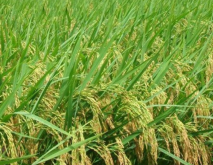 适合温州市种植的水稻品种介绍
